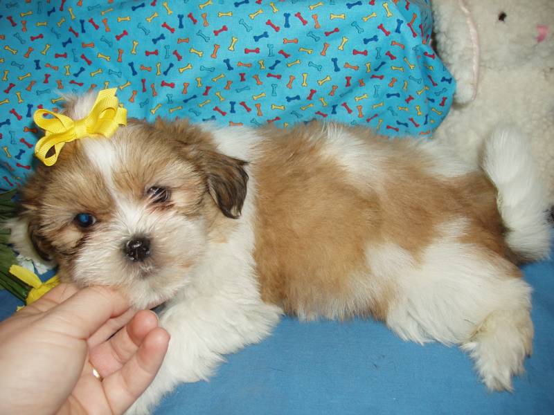 Shih+tzu+poodle+puppy+pictures